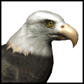 eagle-animated-gameznet-08.gif