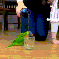 lorriket-birds-animated-gameznet-00151.gif