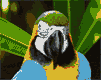 macaw-birds-animated-gameznet-00135.gif