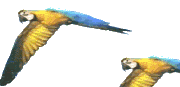 macaws-birds-animated-gameznet-00103.gif