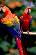 macaws-birds-animated-gameznet-00109.gif