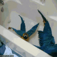macaws-birds-animated-gameznet-00152.gif