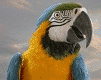 mcaw-irds-animated-gameznet-00006.gif
