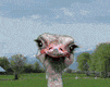 osterich-bird-animated-gameznet-01.gif