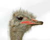 osterich-bird-animated-gameznet-02.gif