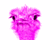 osterich-bird-animated-gameznet-03.gif