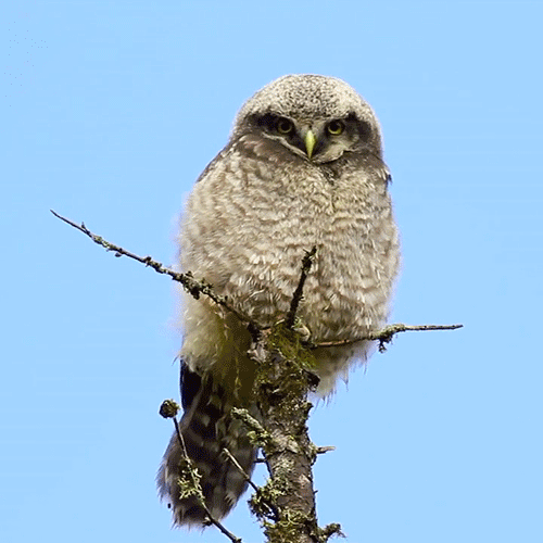 owl-bird-animated-gameznet-02.gif