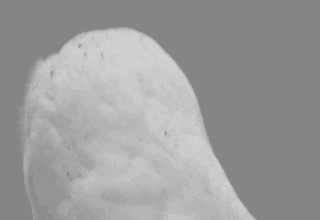 owl-bird-animated-gameznet-08.gif