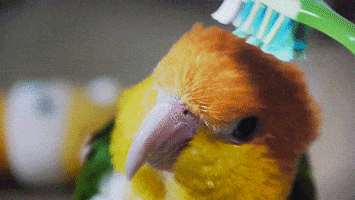 parrot-bird-animated-gameznet-010.gif