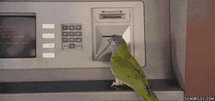 parrot-bird-animated-gameznet-012.gif