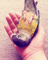 parrot-bird-animated-gameznet-013.gif