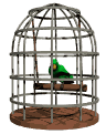 parrot-bird-animated-gameznet-017.gif