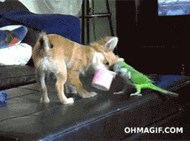parrot-bird-animated-gameznet-018.gif