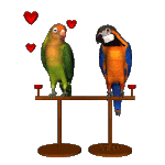parrot-bird-animated-gameznet-019.gif