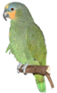 parrot-bird-animated-gameznet-04.gif