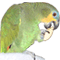 parrot-bird-animated-gameznet-05.gif