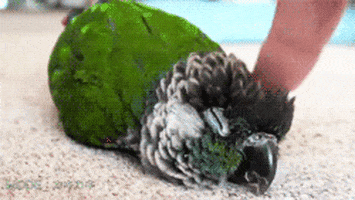 parrot-bird-animated-gameznet-07.gif