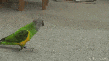 parrot-bird-animated-gameznet-08.gif
