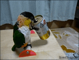 parrot-bird-animated-gameznet-09.gif