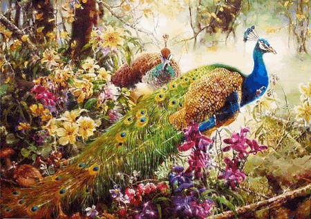peacock-bird-animated-gameznet-01.gif