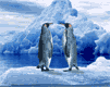 penguin-bird-animated-gameznet-026.gif