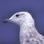 seagul-bird-animated-gameznet-01.gif
