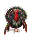 turkey-bird-animated-gameznet-013.gif