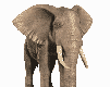 elephant-free-animated-gifs-gameznet-012.gif