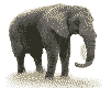 elephant-free-animated-gifs-gameznet-018.gif