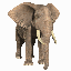 elephant-free-animated-gifs-gameznet-02.gif