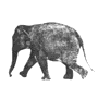 elephant-free-animated-gifs-gameznet-028.gif