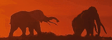 elephant-free-animated-gifs-gameznet-033.gif