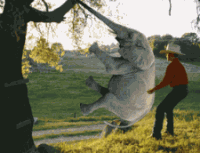 elephant-free-animated-gifs-gameznet-040.gif