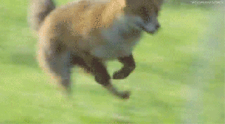 fox-free-animated-gifs-gameznet-01.gif