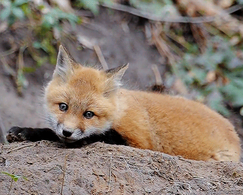 fox-free-animated-gifs-gameznet-012.gif