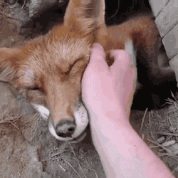 fox-free-animated-gifs-gameznet-013.gif