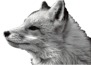 fox-free-animated-gifs-gameznet-018.gif
