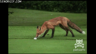 fox-free-animated-gifs-gameznet-019.gif