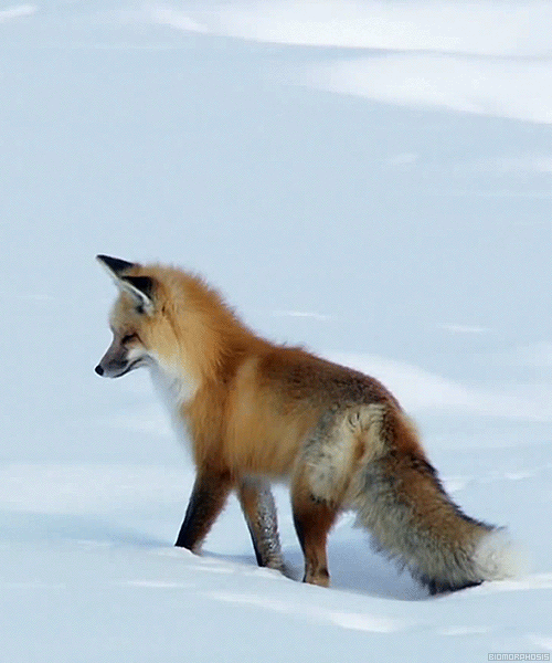 fox-free-animated-gifs-gameznet-02.gif