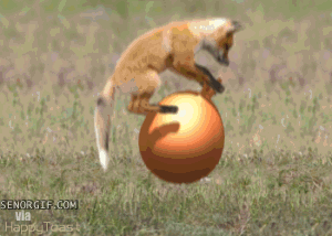 fox-free-animated-gifs-gameznet-020.gif
