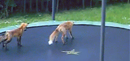 fox-free-animated-gifs-gameznet-023.gif