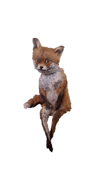 fox-free-animated-gifs-gameznet-026.gif