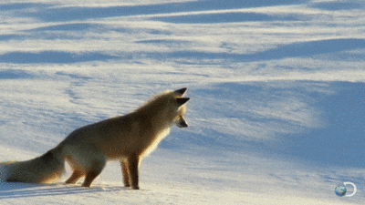 fox-free-animated-gifs-gameznet-030.gif