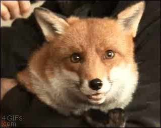 fox-free-animated-gifs-gameznet-032.gif