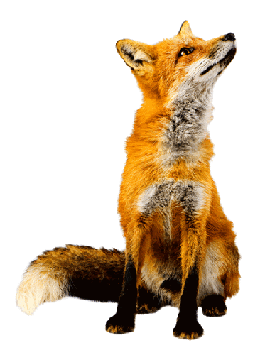 fox-free-animated-gifs-gameznet-033.gif
