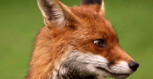 fox-free-animated-gifs-gameznet-035.gif