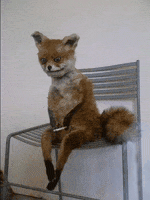 fox-free-animated-gifs-gameznet-04.gif