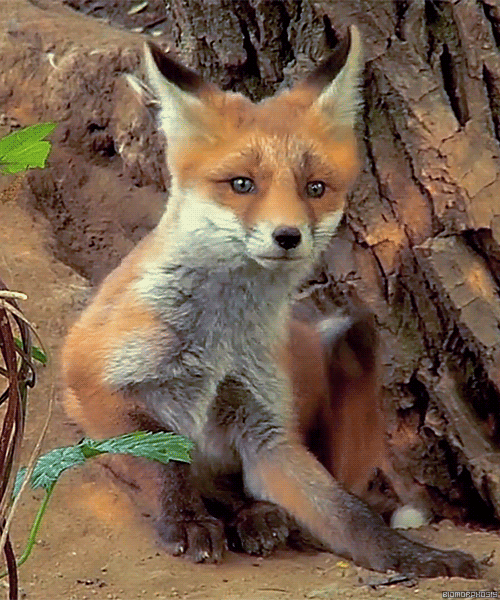 fox-free-animated-gifs-gameznet-06.gif