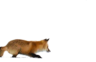fox-free-animated-gifs-gameznet-07.gif
