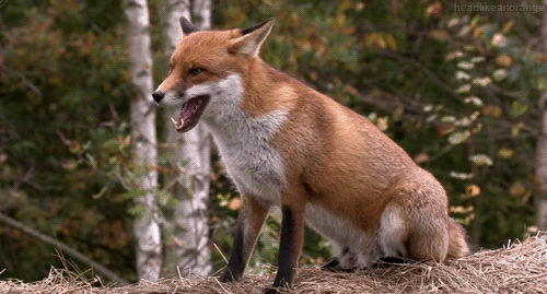 fox-free-animated-gifs-gameznet-08.gif